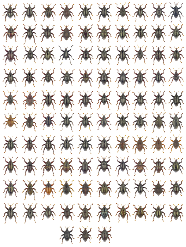 One hundred and three newly discovered species of the genus Trigonopterus from Sulawesi.